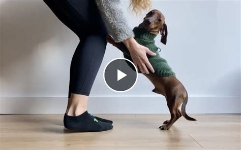 How To Put On A Dog Sweater Cute Dogs