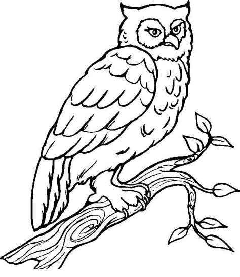 Birds Of Prey Coloring Pages at GetColorings.com | Free printable colorings pages to print and color