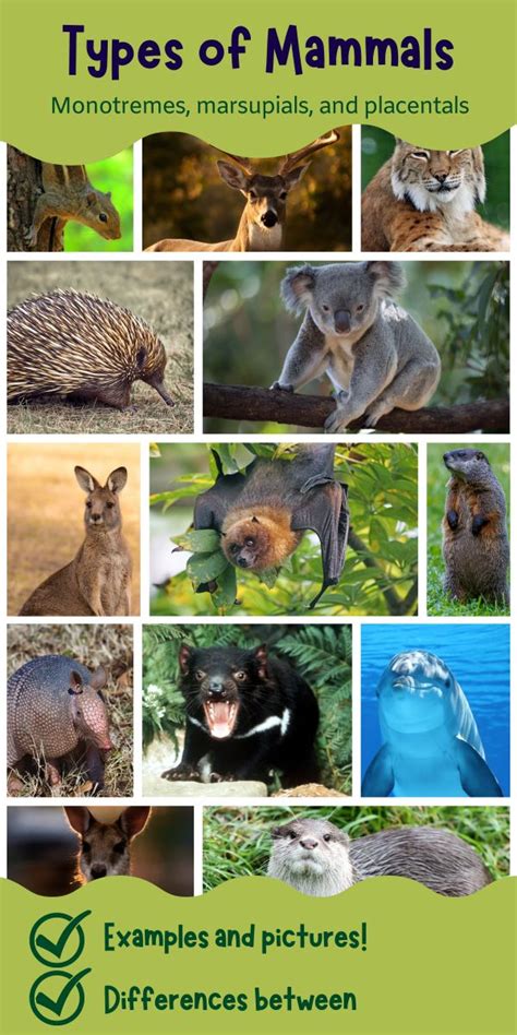 Types Of Mammals Monotremes Marsupials And Placentals Mammals