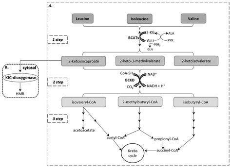 The Critical Role of the Branched Chain Amino Acids (BCAAs) Catabolism ...