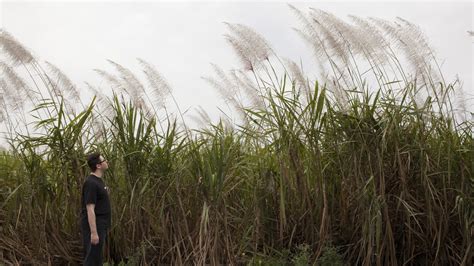 Convicted Sex Offenders Live In Harmony In This Small Florida Town