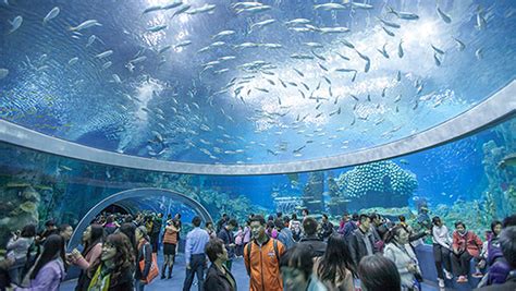 Größtes Aquarium Der Welt Im Chimelong Ocean Kingdom Eröffnet