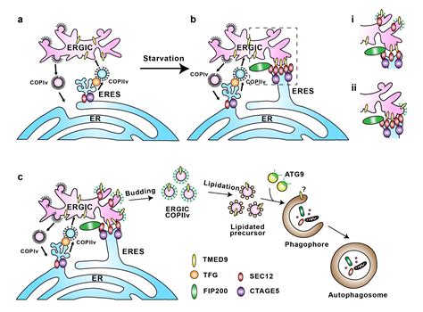 生命学院葛亮课题组报道新型内膜互作调节自噬体膜形成的分子通路 清华大学生命科学学院