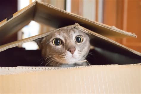 Cats love boxes because the confined space makes them feel safe - Earth.com