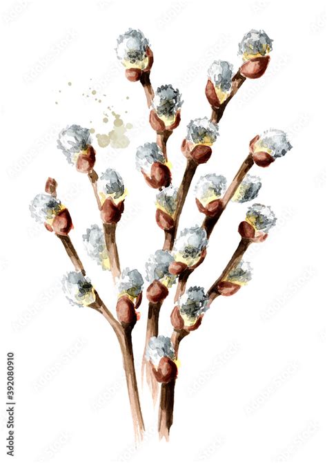 Bouquet Of Pussy Willow Twigs Hand Drawn Watercolor Illustration Isolated On White Background