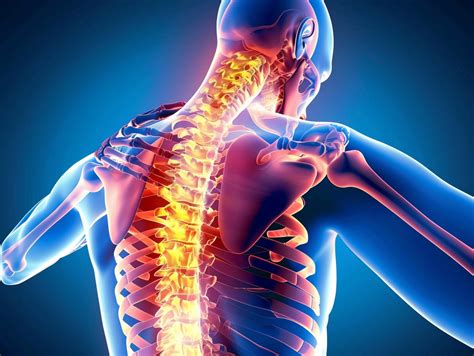 Anatomy Free Stock Photo - Public Domain Pictures