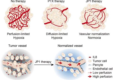 Visualizing Vasculature And Its Response To Therapy In The 54 Off