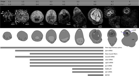 Developmental stages of larval metamorphosis in H. microstoma. The ...