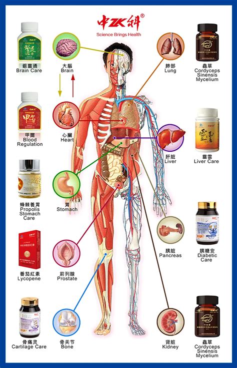 Wholesale Bulk Wholesale Price 5X king of cordyceps Sinensis/Yarsagumba ...