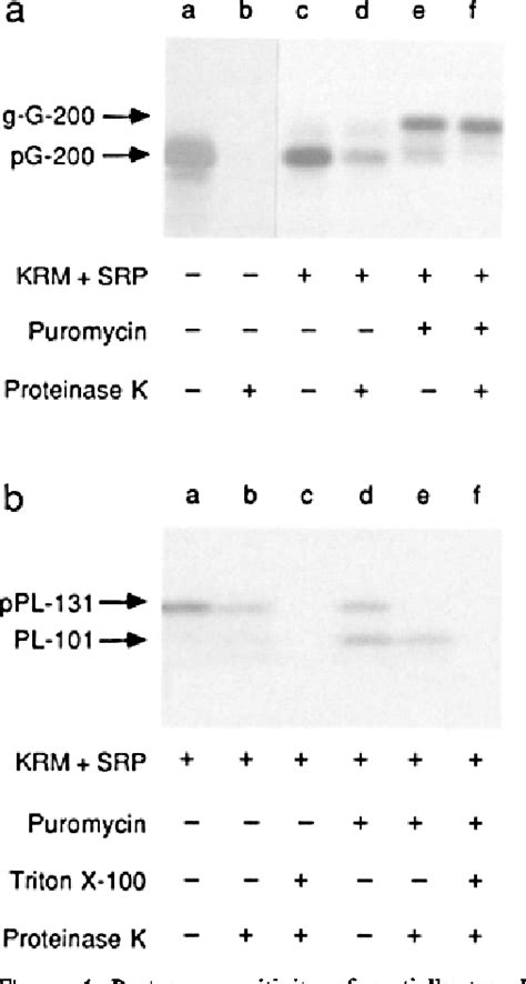 Figure 1 From Access Of Proteinase K To Partially Translocated Nascent