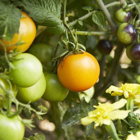 Tomatoes in pots - ABC Organic Gardener Magazine
