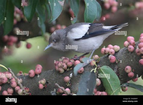 White Shouldered Starling Sturnia Sinensis In Banyan Tree Mai Po