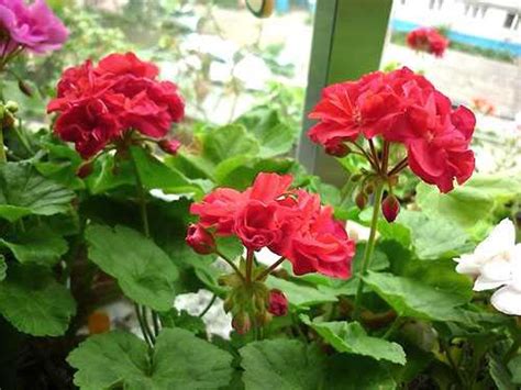 Герани (пеларгонии) малиновая и красно-малиновая | Герань (Pelargonium)