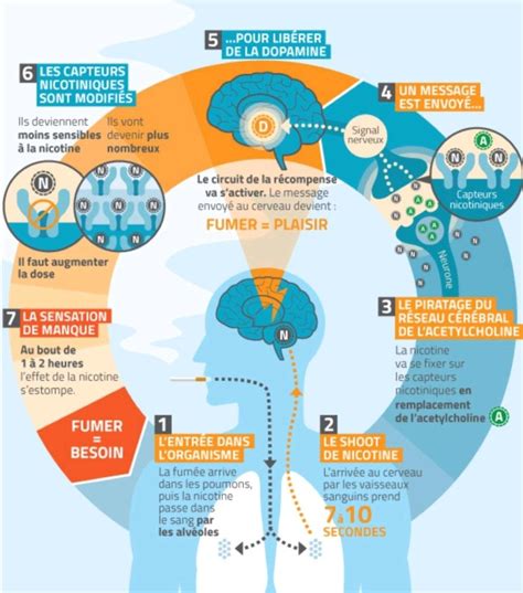 Pingl Par Aurelie Van Riet Sur Neurosciences Neurone Neurosciences