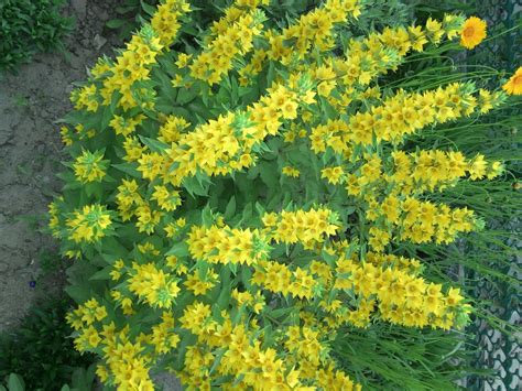 Вербейник Goldilocks (62 фото) - фото - картинки и рисунки: скачать ...