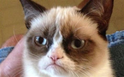 Grumpy Cat Tired