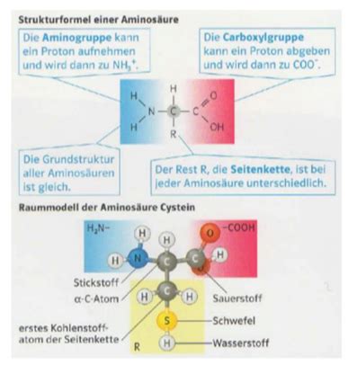 Jahresschlusspr Fung Biologie Flashcards Quizlet