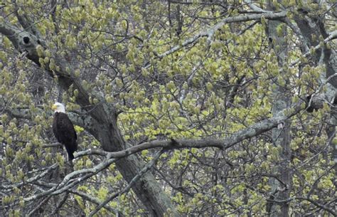 Where to See Bald Eagles in New Jersey - NJ Family