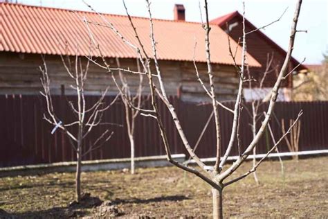 Pruning Apricot Trees: When, Why, and How - Minneopa Orchards