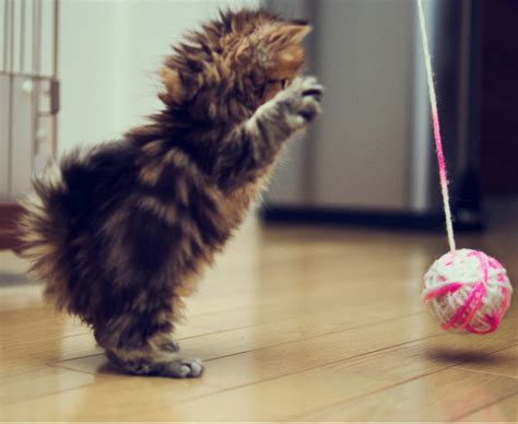 Игрушки для котят