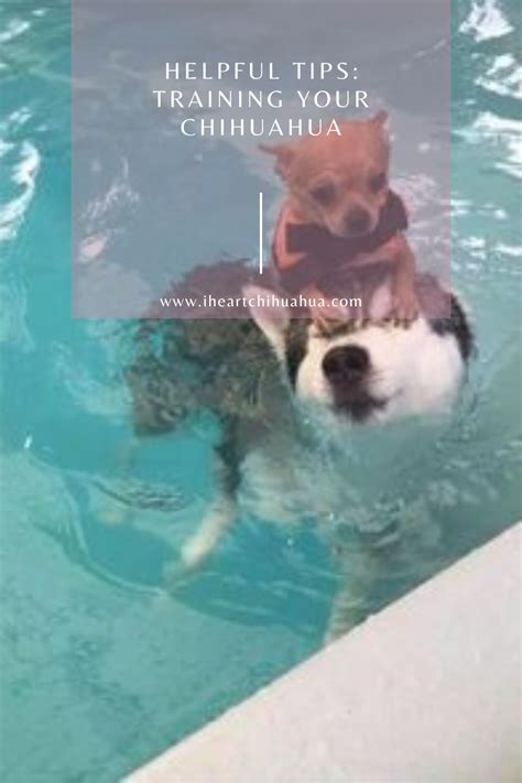 Training Your Chihuahua, here are helpful tips Chihuahua Training, Dog ...