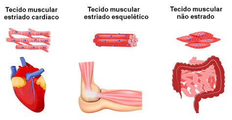 Tecido Muscular - Tecido muscular