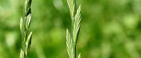 Wertvolle Grassaat Komponenten für Ihr Grünland | Deutsche Saatgut