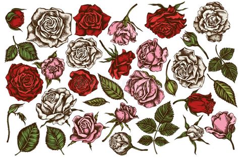 Vector Set Of Hand Drawn Colored Roses Stock Vector Illustration Of Leaf Nature 169400127