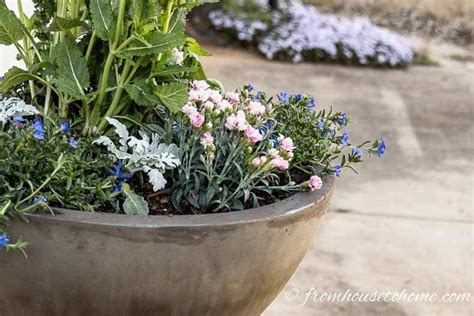 10 Best Blue Plants For Containers In The Shade Gardening From