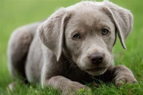 silver lab origin traits temperament