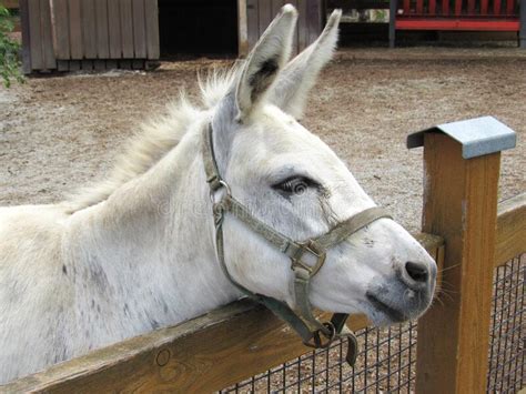 White Donkey Stock Photo Image Of Foal Animal Equestrianism 255827084
