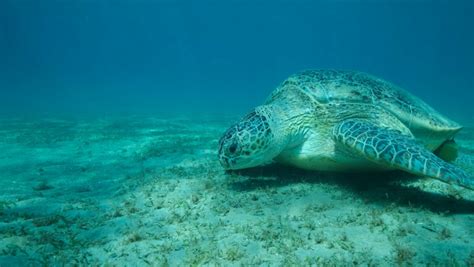 Zeci De Estoase Marine Verzi Specie Pe Cale De Dispari Ie Au Fost