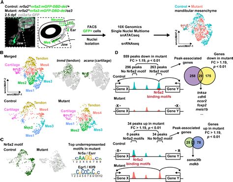 Nuclear Receptor Nr5a2 Promotes Diverse Connective Tissue Fates In The