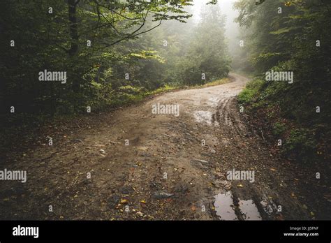 Dirty Road Through The Woods In The Mist Stock Photo Alamy