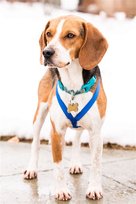 Toledo Area Pet Photographer — Rebecca Trumbull Photography