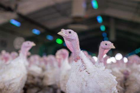 premium photo turkey farm turkey closeup turkey rearing concept