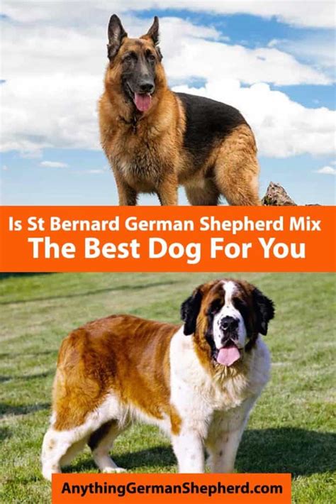 St Bernard German Shepherd Mix The Saint Shepherd