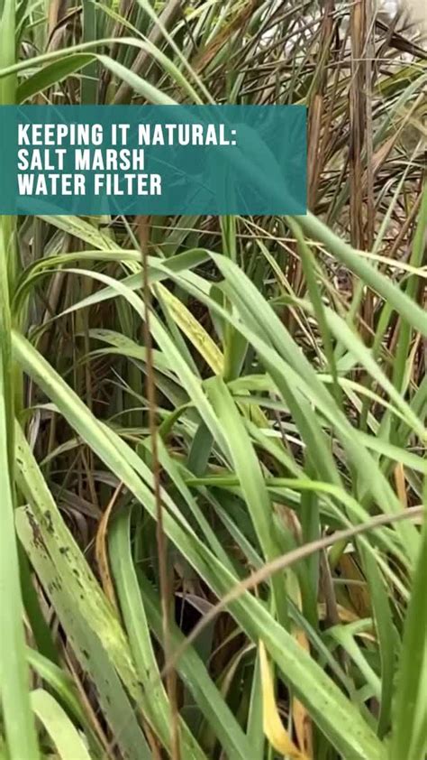 Natural Salt Marsh At Seaworld San Antonio San Antonio Water Filter