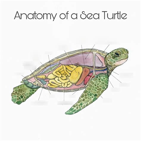 Anatomy Of A Sea Turtle Part 2 Diagram Quizlet