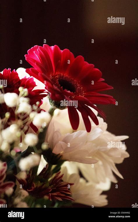 Ruby Red Flowers Stock Photo - Alamy
