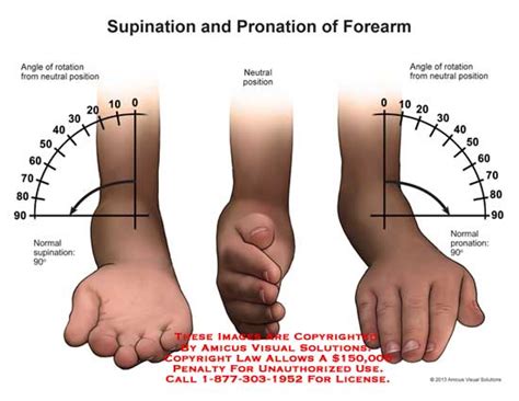 Forearm Supination Medical Art Library