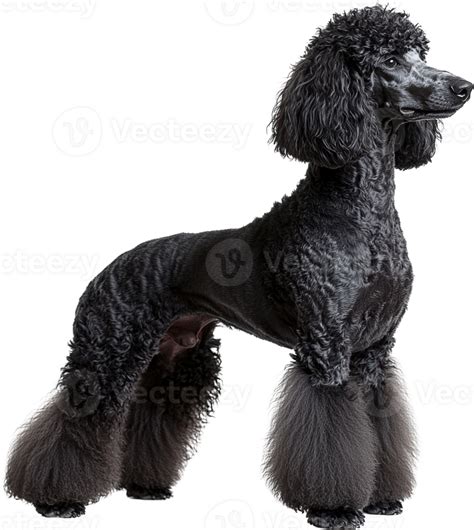 Majestic Black Standard Poodle Dog Breed Portrait Elegant Canine Studio ...