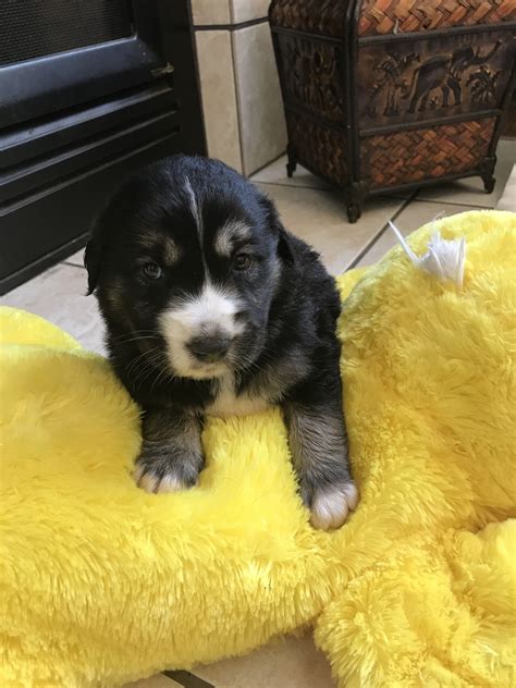 Golden Retriever Puppies Seattle Rescue | scangzzpixel