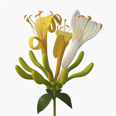 Honeysuckle Flower 3d Model Cgtrader