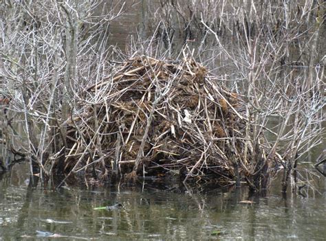 A Cold Weather Secret of Painted Turtles – Oakland County Blog