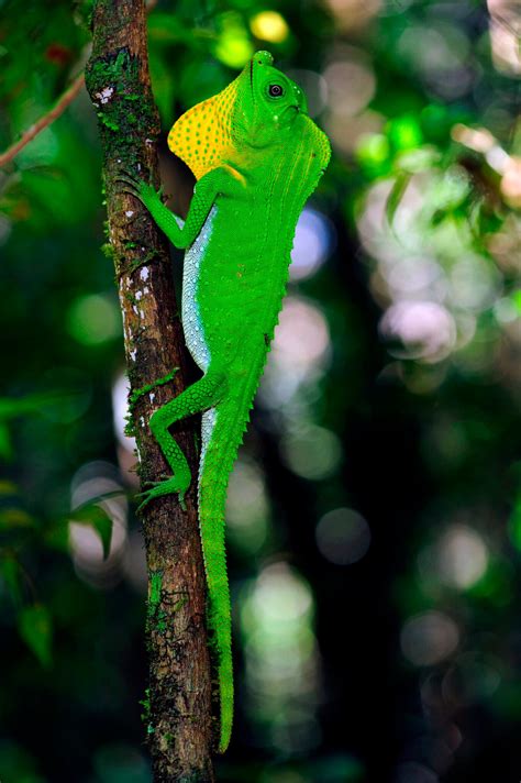 42 Green Animals Found In Nature And Their Colorful Features Color