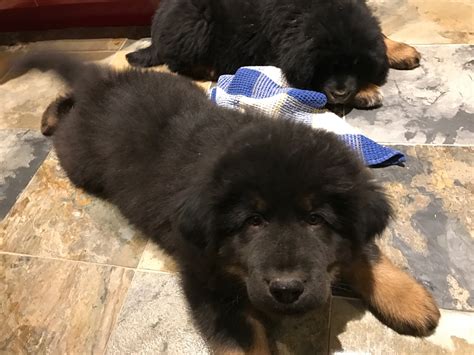puppy gallery tibetan mastiff  canada