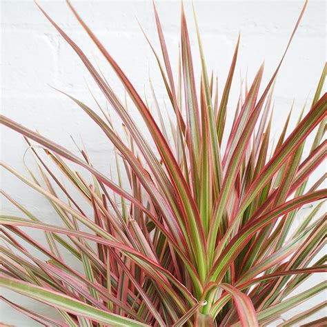 Dracaena Marginata Tricolor Variegated Dragon Tree 20cm | Indoor Plants