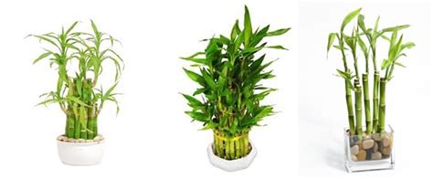 Lucky Bamboo
