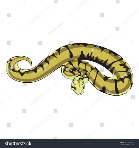 Ball Python Logo Stock Vector Royalty Free 298218599 Shutterstock